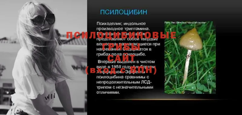 Псилоцибиновые грибы прущие грибы  где продают   OMG ССЫЛКА  Будённовск 